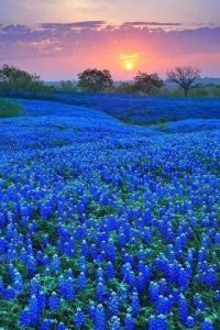 ربيع كفر يوبا -اربد