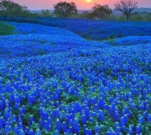 ربيع كفر يوبا -اربد